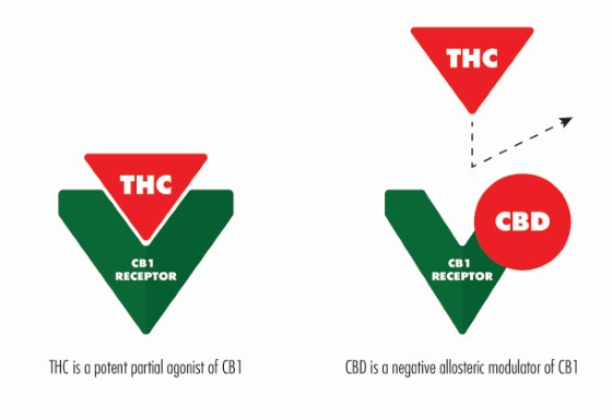 CBD pôsobí ako modulátor receptora CB1, dokáže ho teda stimulovať, nie priamo ovplyvňovať. Preto môže tiež pozitívne ovplyvňovať liečbu závislosti napríklad na THC.